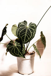 Anthurium clarinervium